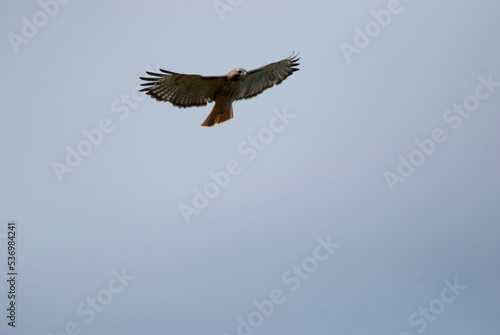 Red Tailed Hawk flying overhead