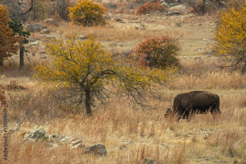 Photography Bison, Buffalo roaming in the Wichita Mountains wildfire refuge in the fall, aut