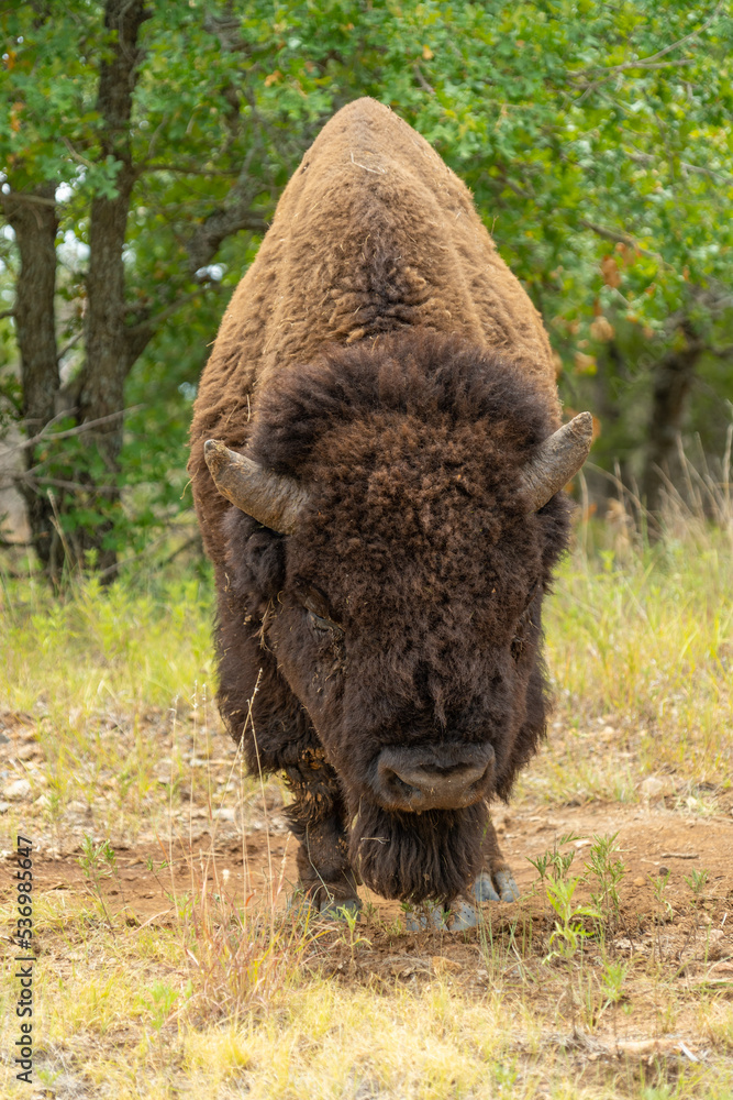 Wichita Mountains Wildlife Refuge, Buffalo, Bison roaming Wichita Mountains Wildlife Refuge, Buffalo, Bison roaming