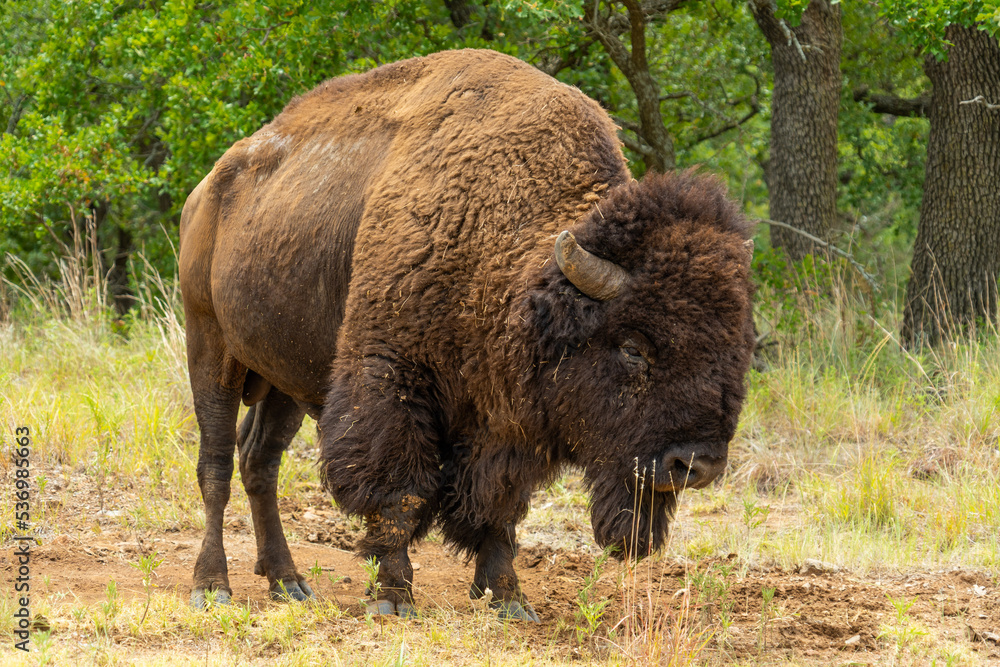 Wichita Mountains Wildlife Refuge, Buffalo, Bison roaming Wichita Mountains Wildlife Refuge, Buffalo, Bison roaming
