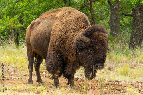 Wichita Mountains Wildlife Refuge, Buffalo, Bison roaming photo