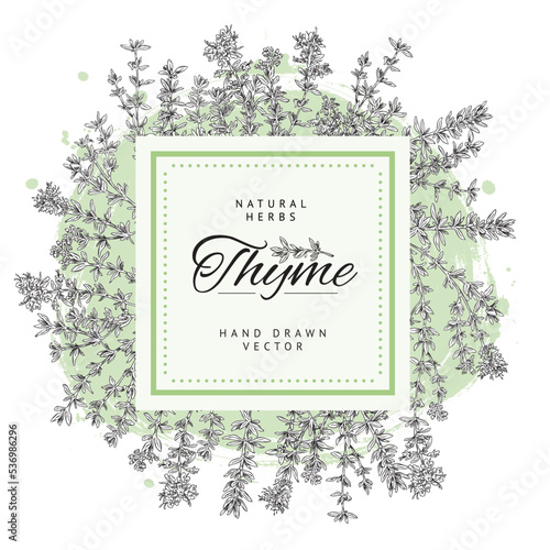 Thyme spicy culinary herbs badge or label design sketch vector illustration.