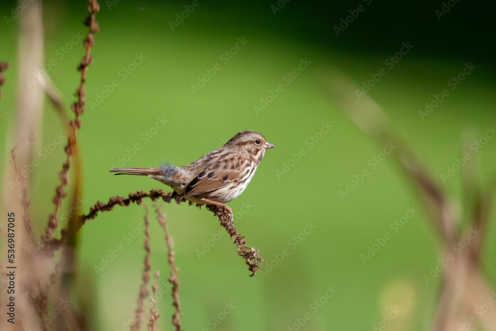 Song Sparrow in the Grass Song Sparrow in the Grass