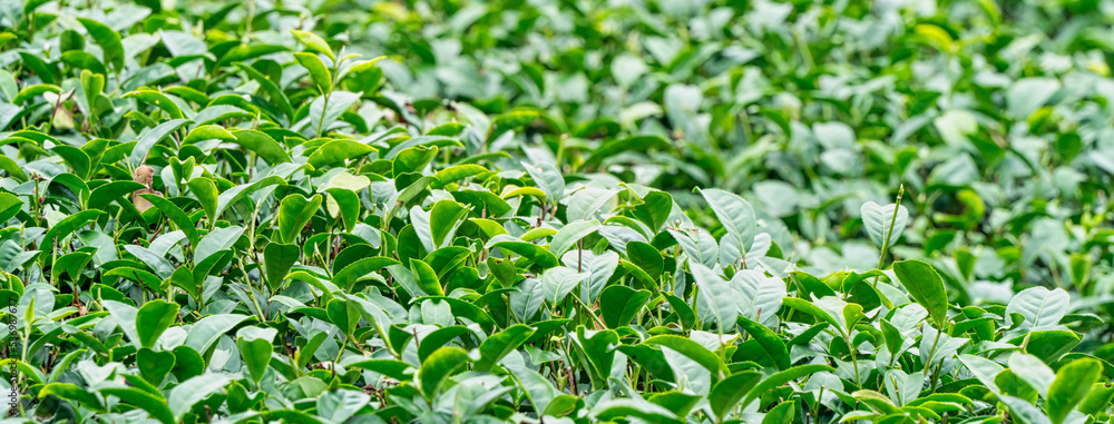 Beautiful green tea crop garden rows scene, design concept for the fresh tea product. Beautiful green tea crop garden rows scene, design concept for the fresh tea product.