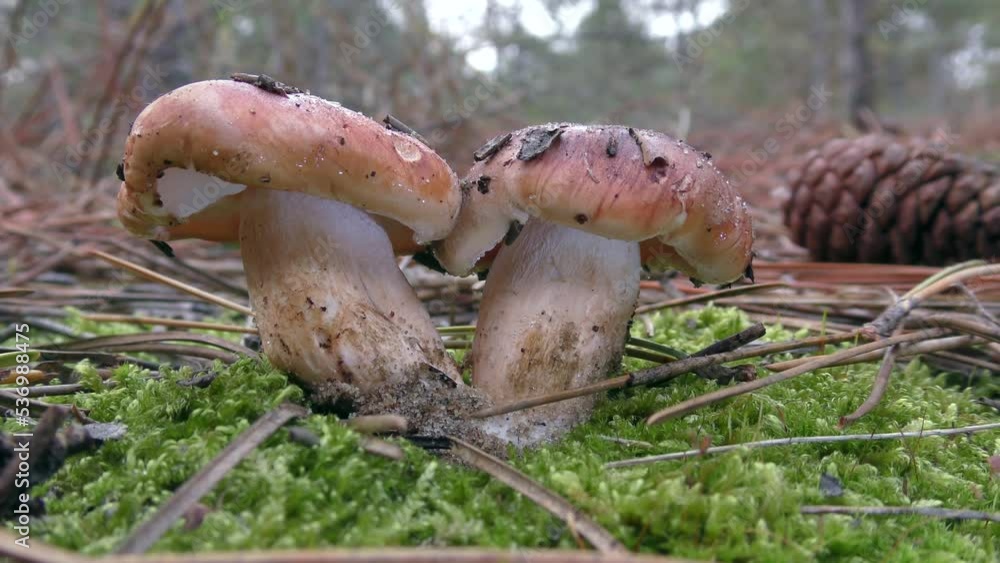 Two fused reddish Mushroom Tricholoma on green moss, among pine needles. Two fused reddish Mushroom Tricholoma on green moss, among pine needles.