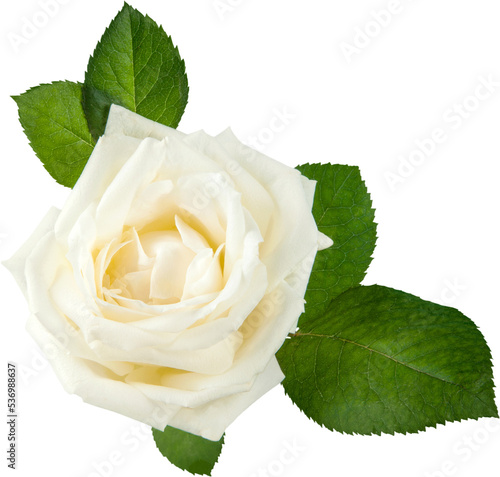 Obraz na plátne Single white Rose isolated on white background