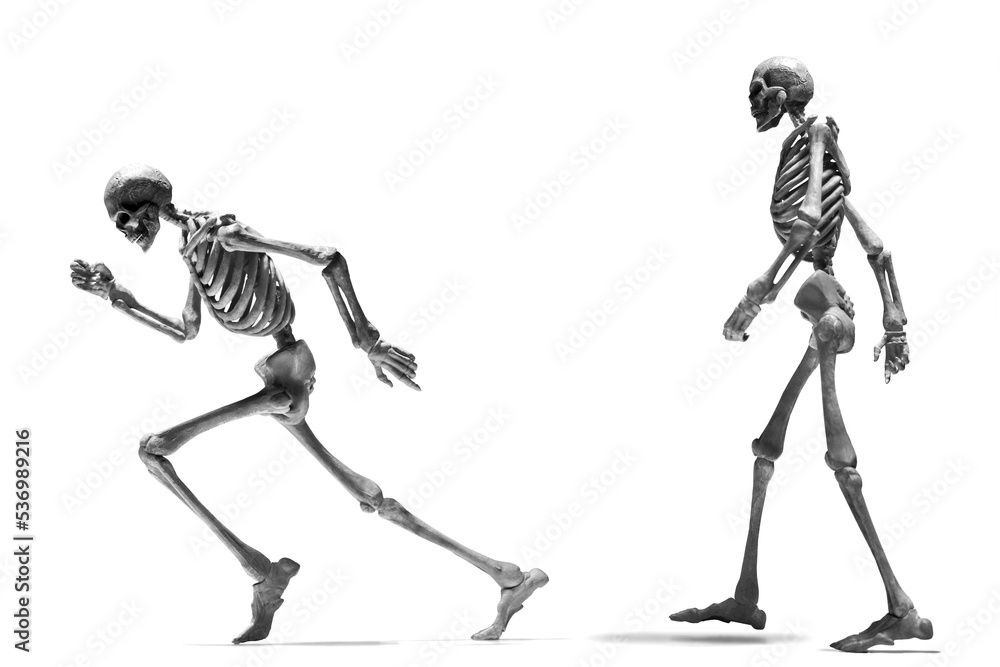 Set of human skeleton isolated on white background Set of human skeleton isolated on white background