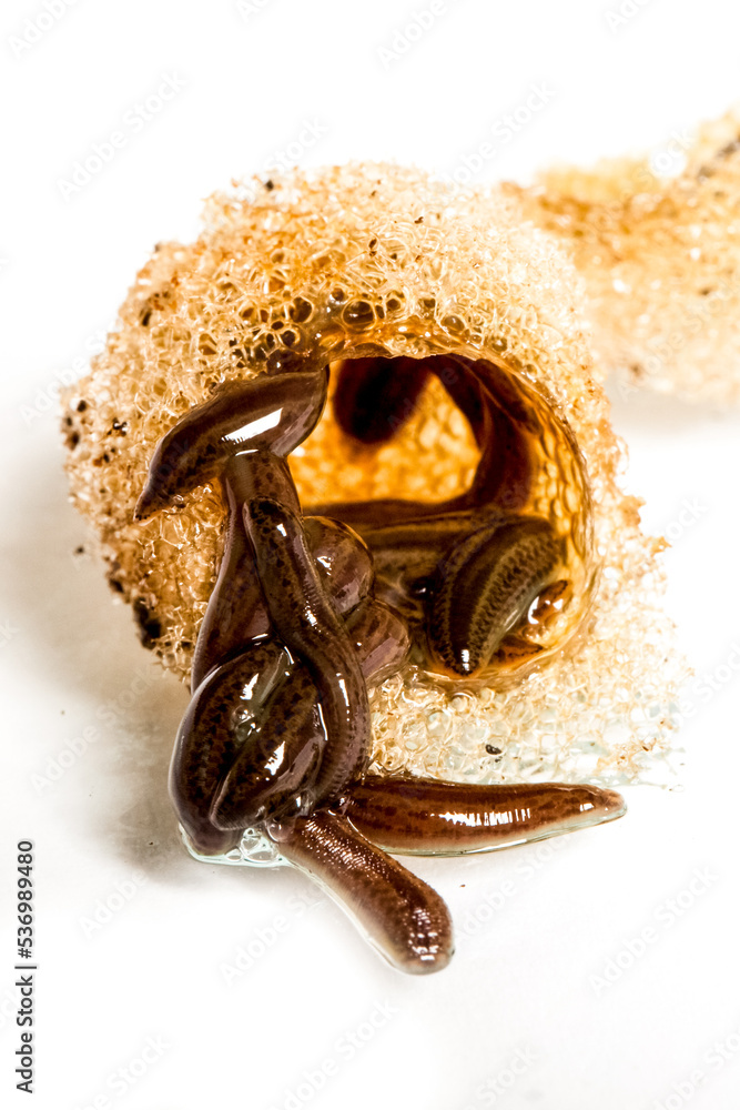 Fototapeta premium Leech cocoons on leech farm or laboratory. Medical leeches for hirudo therapy