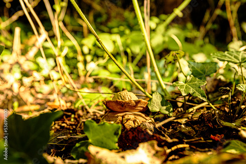 Pilzwanderung im Wald © hs-photografie
