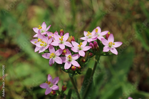 Pink centaury flowers in close up