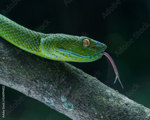 Fototapeta Naklejka Na Ścianę i Meble -  green snake on a tree