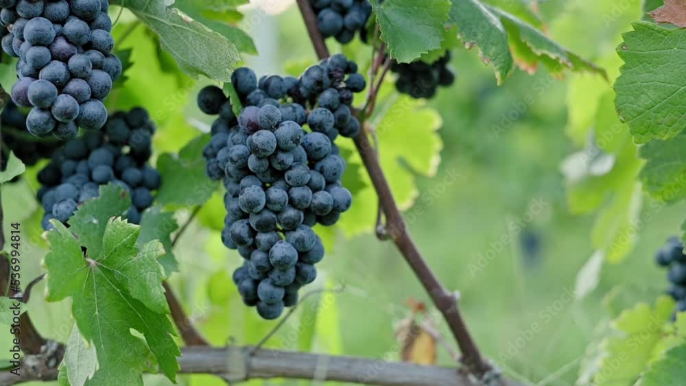 Ripe bunch of dark red grapes on branch surrounded by leaves. Growing organic juicy grapes. Harvest season in autumn. Cultivation of grapes for wine. Bunch of grapes close up. slow motion footage Ripe bunch of dark red grapes on branch surrounded by leaves. Growing organic juicy grapes. Harvest season in autumn. Cultivation of grapes for wine. Bunch of grapes close up. slow motion footage