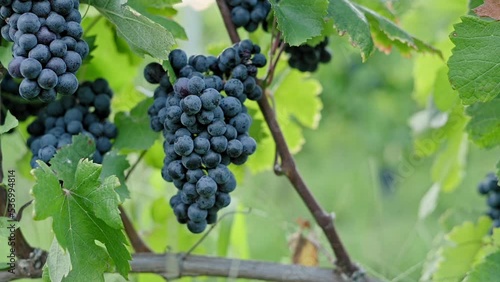 Wallpaper Mural Ripe bunch of dark red grapes on branch surrounded by leaves. Growing organic juicy grapes. Harvest season in autumn. Cultivation of grapes for wine. Bunch of grapes close up. slow motion footage Torontodigital.ca