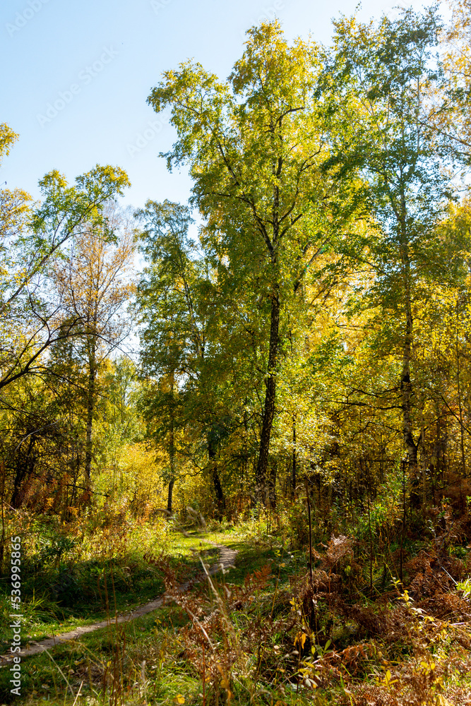 Autumn landscape. Birch autumn forest on a sunny day.