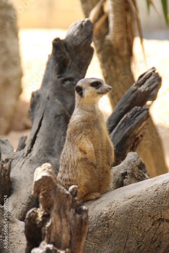 suricata