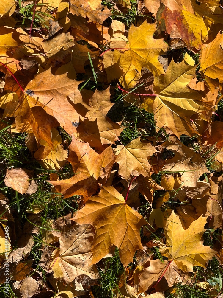 Autumn falling leaves on the ground, yellow and red dry leaves, natural background