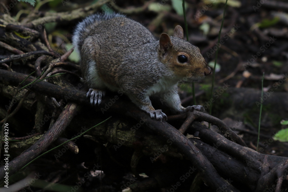 A wild grey squirrel in the forest. The animal is looking for food. A wild grey squirrel in the forest. The animal is looking for food.