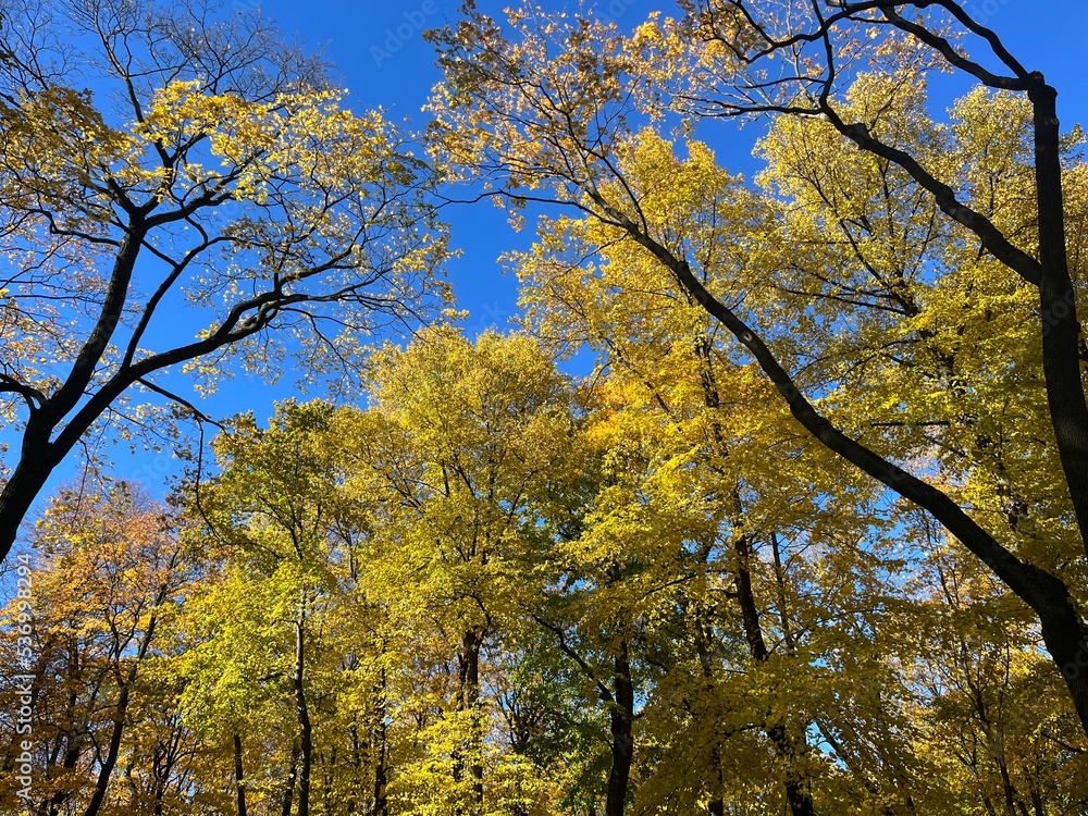 Yellow leaves trees branches in the blue sky 