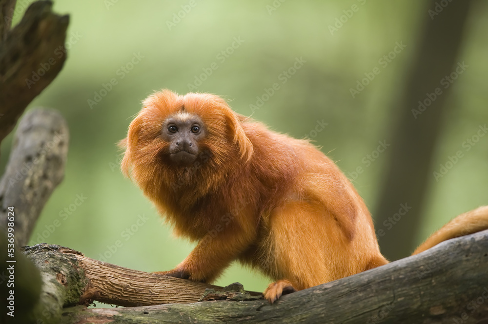 Golden Lion Tamarin (Leontopithecus rosalia), Endangered (IUCN 2009), Brazil Golden Lion Tamarin (Leontopithecus rosalia), Endangered (IUCN 2009), Brazil