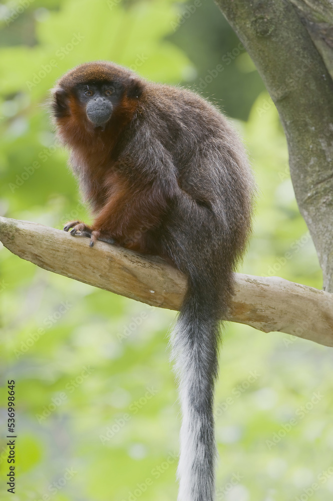 Coppery Titi (Callicebus cupreus) on a branch, Brazil,. Coppery Titi (Callicebus cupreus) on a branch, Brazil,.