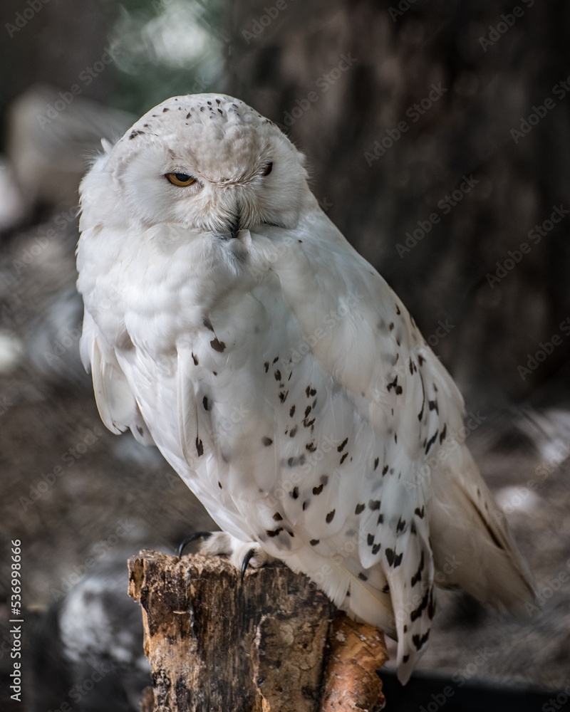 Obraz premium Snow Owl, the polar owl, the white owl and the Arctic owl