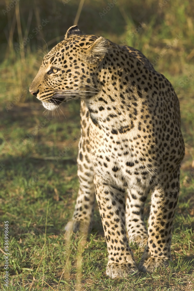 Obraz premium Leopard, Panthera pardus, Masai Mara, Kenya