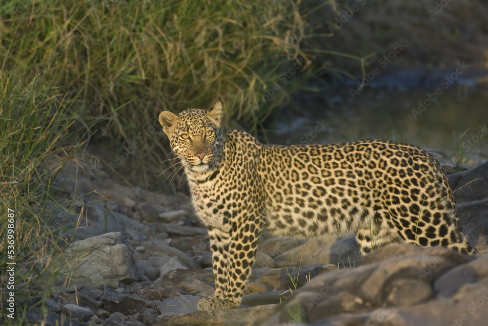 Obraz premium Leopard, Panthera pardus, Masai Mara, Kenya