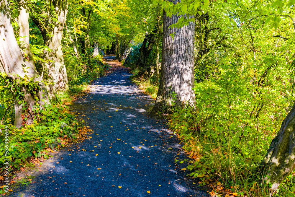 Obraz premium Sunny day in Autumnal forest, yellow orange trees