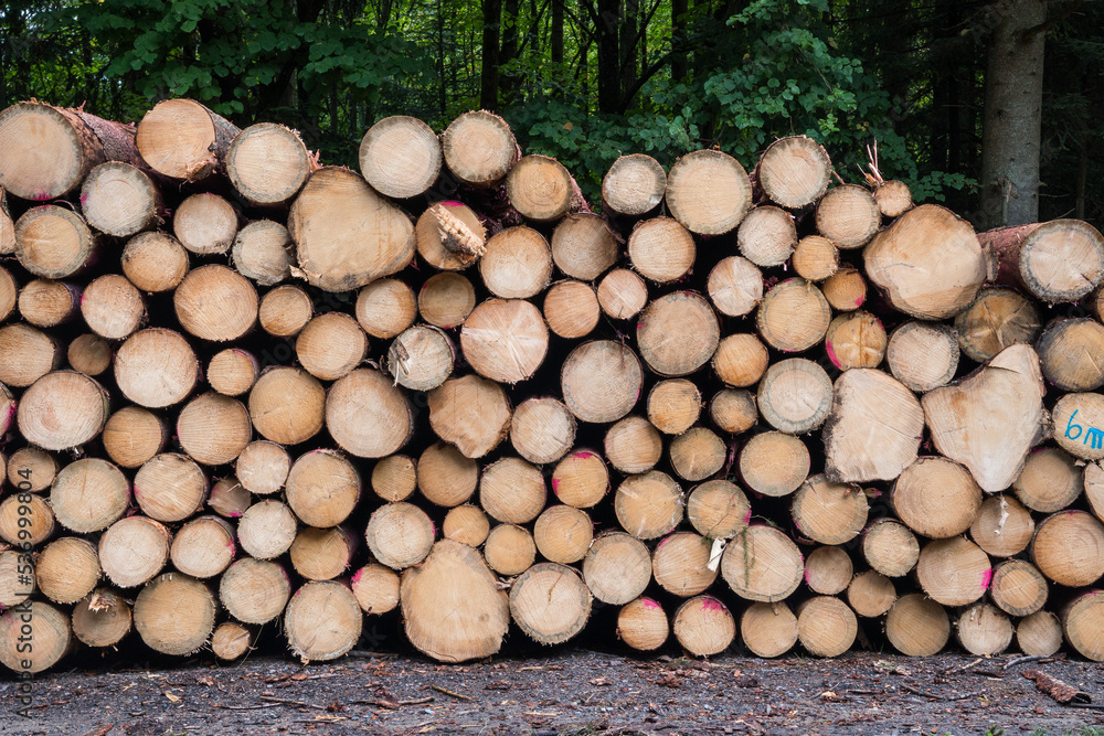 Spruce wood logs in the forest