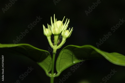 close up of a white flower