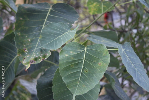 leaves of a tree
