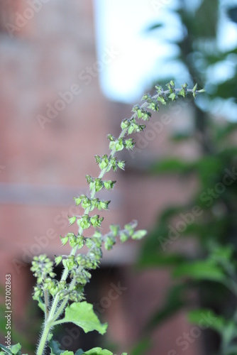 close up of a plant