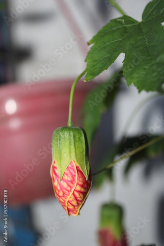 red rose in a vase