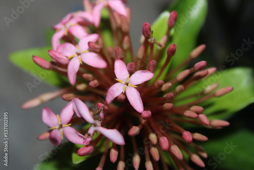 close up of a flower