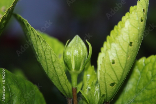 leaf with drops