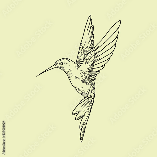bird icon, Flat hummingbird logo design vector illustration