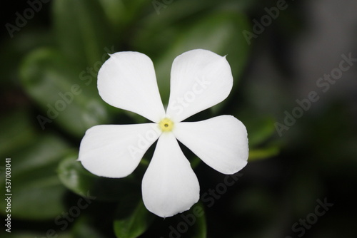 white flower