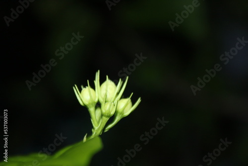 close up of a flower