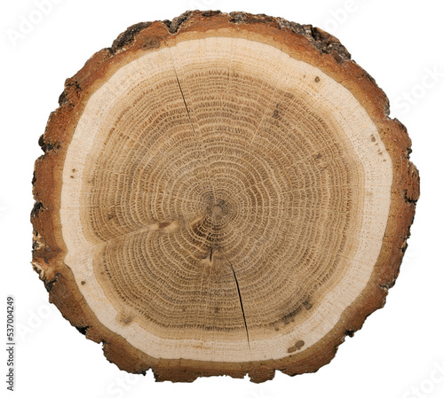 Large circular piece of wood cross-section with colored tree ring photo