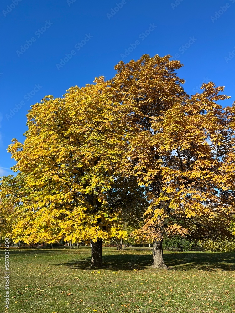 Yellow leaves trees branches in the blue sky Yellow leaves trees branches in the blue sky