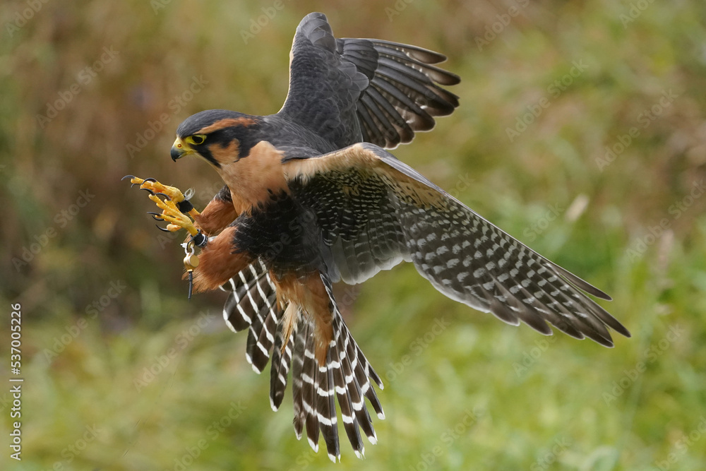 Fototapeta premium Aplomado falcon coming in for a landing over grassy field