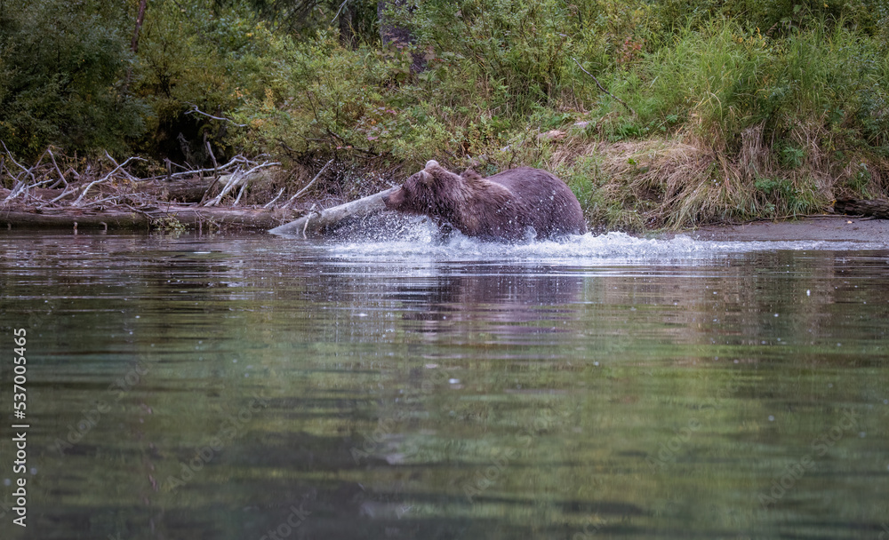 Alaskan brown bear fishing for salmon at remote glacial lake in Lake Clark National park Alaskan brown bear fishing for salmon at remote glacial lake in Lake Clark National park