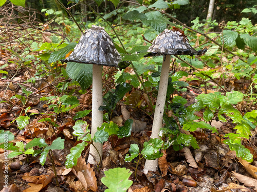 Twin magpie inkcap fungus in a shrub photo