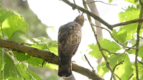 changeable hawk-eagle (Nisaetus cirrhatus) photo