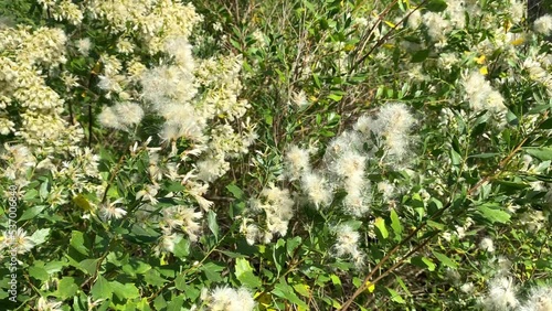 Baccharis halimifolia tree with white fluffy hairs on an autumn day photo