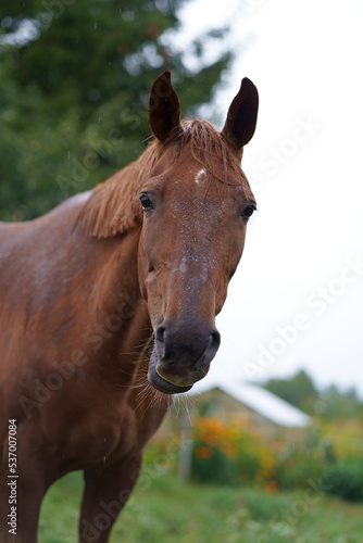 Livestock. Agriculture. Beautiful well groomed riding horse. Brown horses graze in the grass near the village on a summer day.