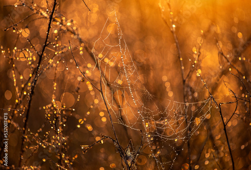 Jesienny poranek - pajęczyna