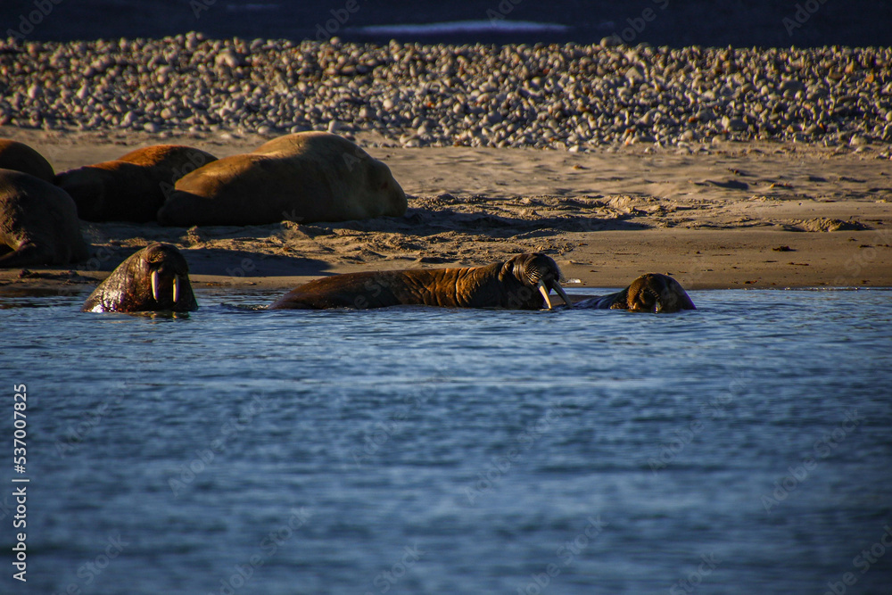 Fototapeta premium Spitzbergen summer