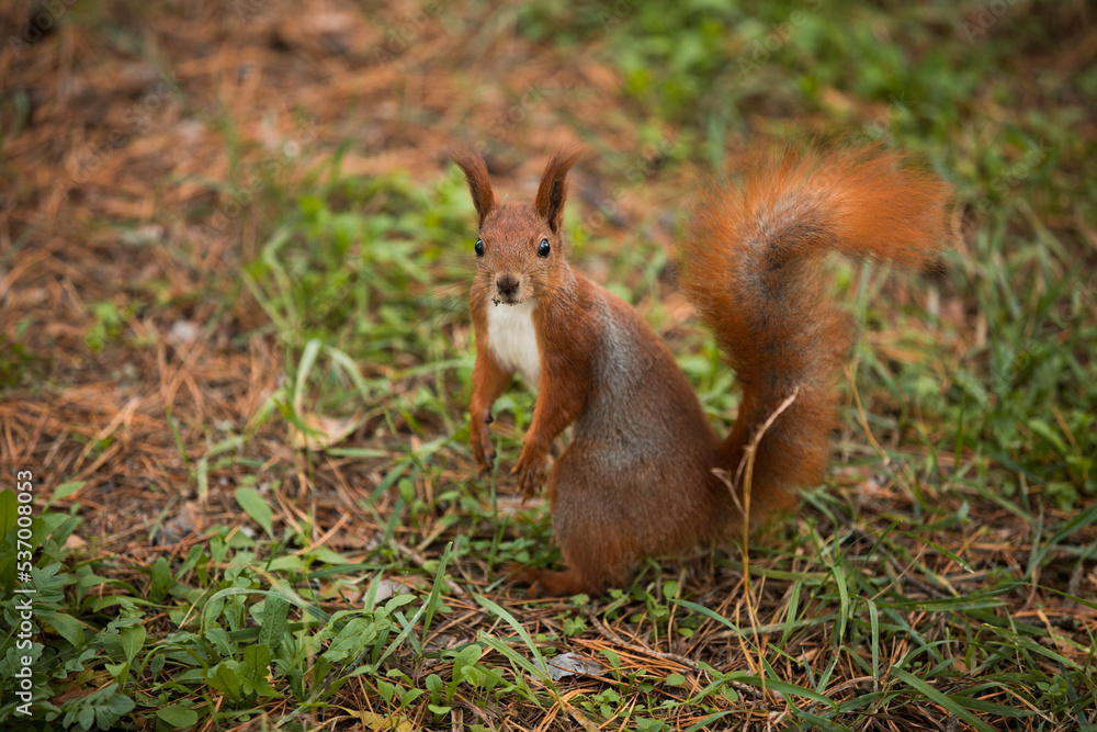 Red squirrel posing and looking at the camera in the park on an autumn day Red squirrel posing and looking at the camera in the park on an autumn day