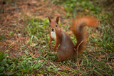 Red squirrel posing and looking at the camera in the park on an autumn day
